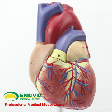 HEART03 (12479) Modelo Anatomia do Coração Humano em Tamanho Real Completo, 2 Partes, Modelos de Anatomia&gt; Modelos de Coração